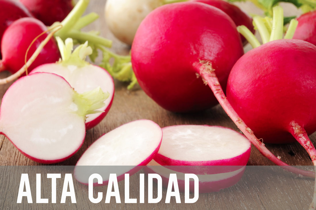 Hortalizas frescas de Hortalizas Baja